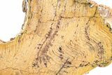 Polished Strelley Pool Stromatolite Slab - Billion Years Old #234846-1